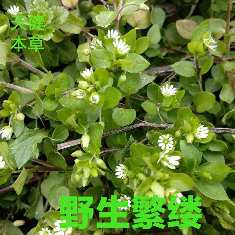野生繁缕中药蘩蒌滋草鹅肠菜鸡肠菜小被单草五爪龙新鲜干货250克