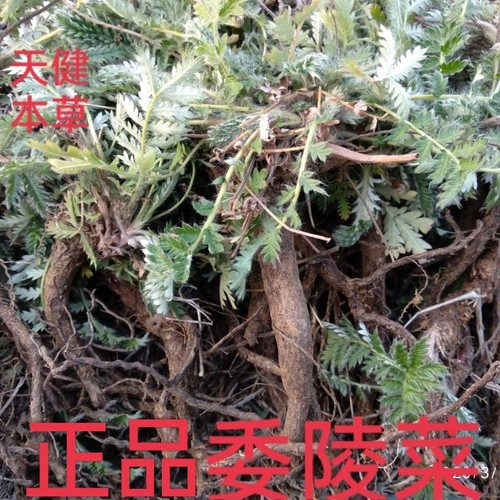 翻白草白头翁中药材委陵菜委陵菜