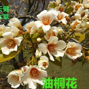 桐子花中药材油桐花油桐子气桐子桐叶200克新鲜干货包邮