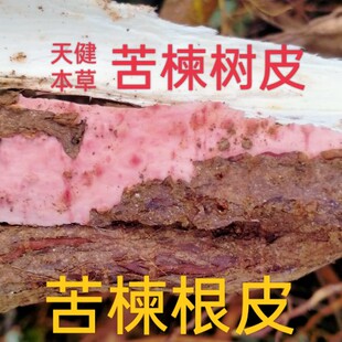 苦楝根皮中药材苦楝树根皮楝根皮楝根白皮苦楝树皮苦楝叶苦楝子