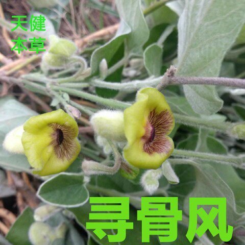 寻骨风中药绵毛马兜铃清骨风猫耳朵白毛藤黄木香干货500克包邮