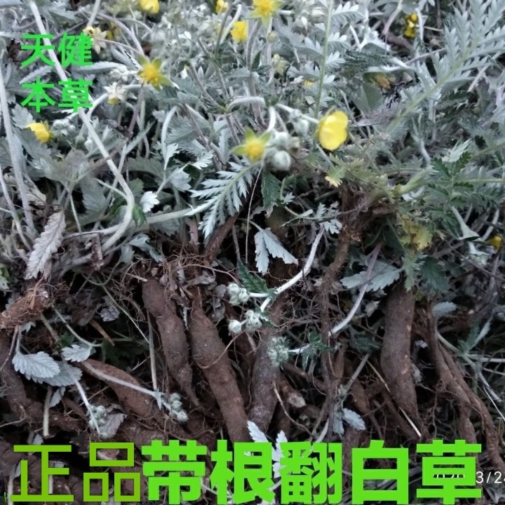 翻白草中药鸡爪参土人参白头翁鸡脚草黄花地丁天青地白干货500克