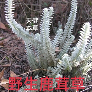 野生鹿茸草中药六月雪千年艾千层楼四季青白头翁龙须草满山白