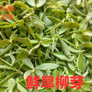 柳芽茶中药旱柳芽旱柳叶河柳言叶柳小叶柳山杨柳新鲜干货500克