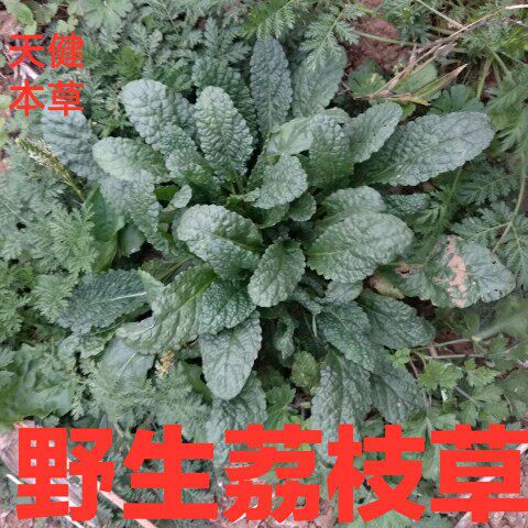 野生荔枝草正宗中药雪见草荠苧天名精凤眼草雪里青野芝麻癞蛤蟆草