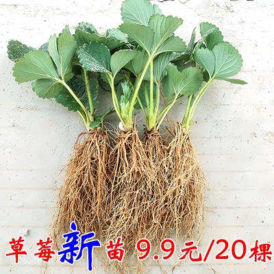 草莓苗四季结果盆栽草莓苗秧冬季丹东99草莓苗奶油红颜草莓苗四季