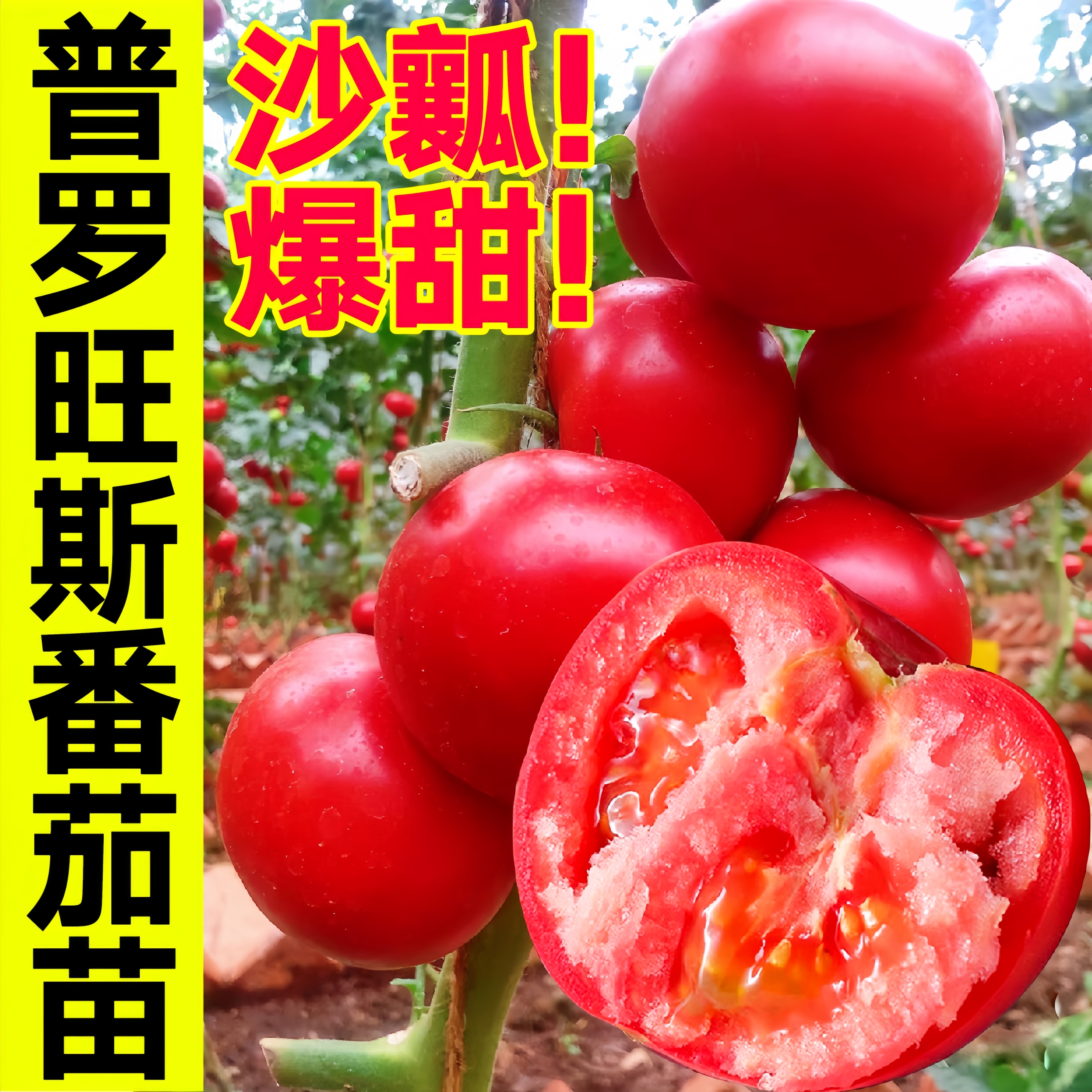 普罗旺斯番茄苗正宗番茄苗秧带土沙瓤大粉水果老品种西红柿米哦按