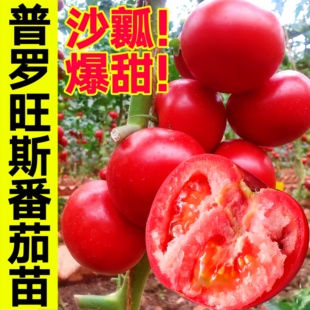 普罗旺斯番茄苗正宗番茄苗秧带土沙瓤大粉水果老品种西红柿米哦按