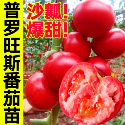 正宗番茄苗秧带土沙瓤西红柿苗