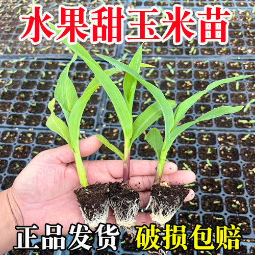 香甜水果玉米苗黄糯玉米苗彩玉米黑白玉米高产超甜盆栽秧苗种子籽