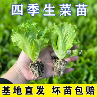 生菜苗秧苗生菜种子四季阳台盆栽生菜苗生菜种籽生菜蔬菜种孑