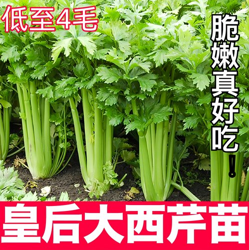 皇后西芹苗秧芹带土球实心黄红小香芹根芹菜种子四季盆栽高产