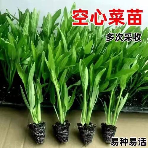 三叉空心菜秧苗带根带土高产四季大叶柳叶空心菜苗阳台盆栽种子籽