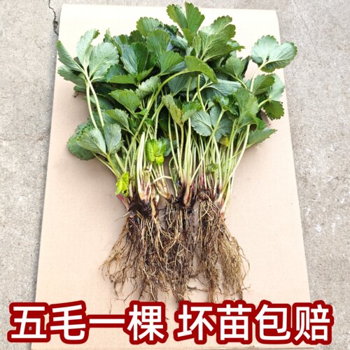 10棵草莓苗四季结果盆栽草莓苗秧99草莓苗奶油草莓苗号白草莓x
