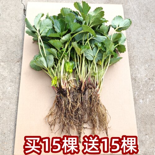 20棵草莓苗四季结果盆栽草莓苗秧99草莓苗奶油草莓苗号白草莓x
