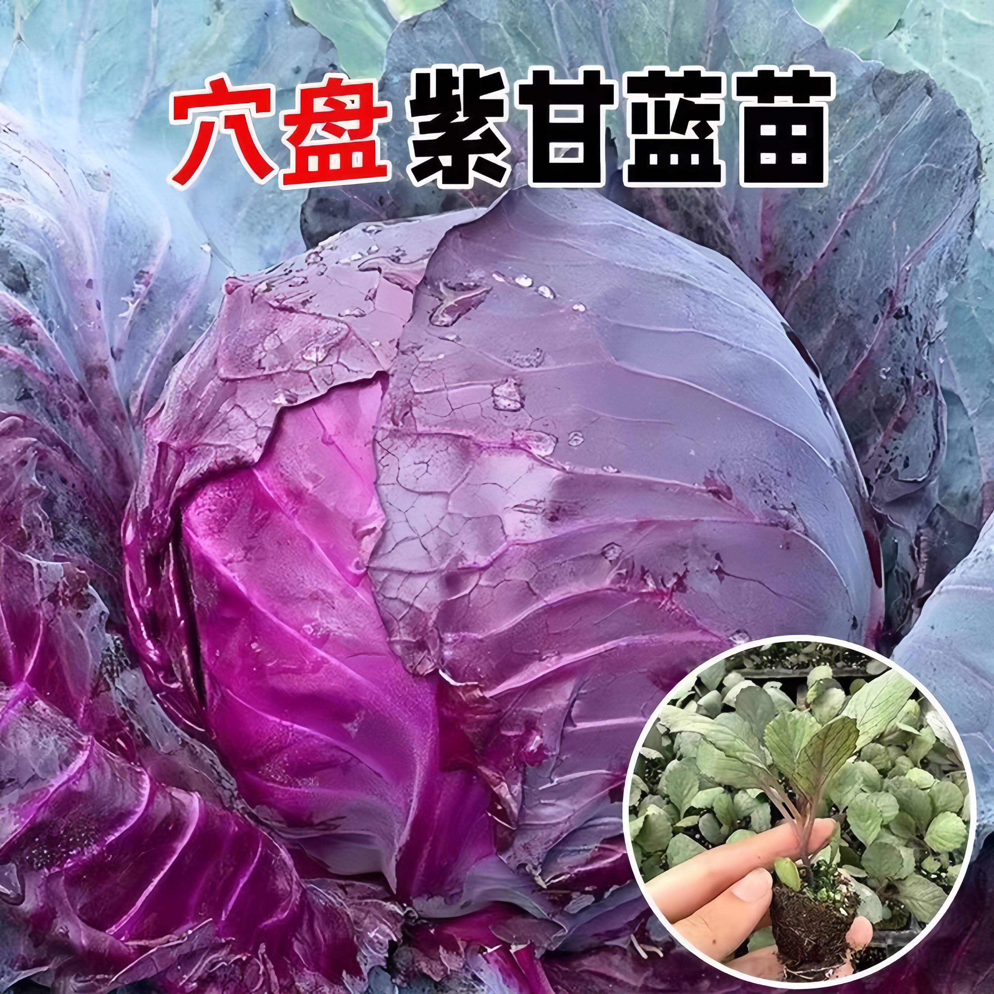 紫色甘蓝苗包菜苗卷心菜苗小包菜薄皮脆甜圆白菜大头包心菜耐寒,鲜花速递/花卉仿真/绿植园艺,种苗/半成品盆栽,淘宝优惠券,粉丝福利购,淘宝优惠卷
