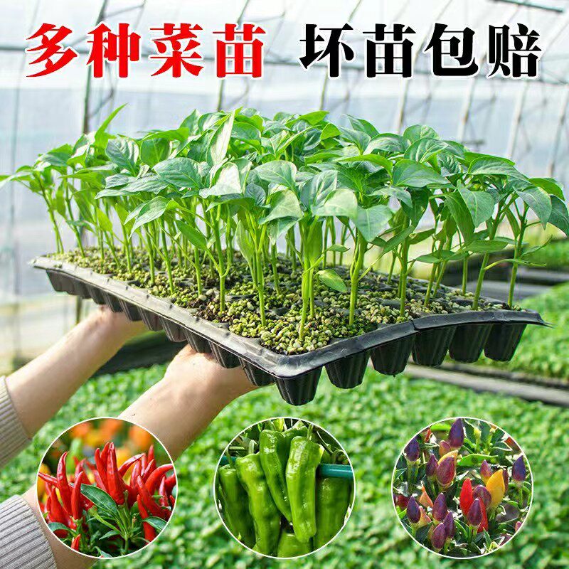 蔬菜苗辣椒苗番茄苗千禧圣女果苗黄瓜苗四季阳台盆栽西瓜茄子秧苗