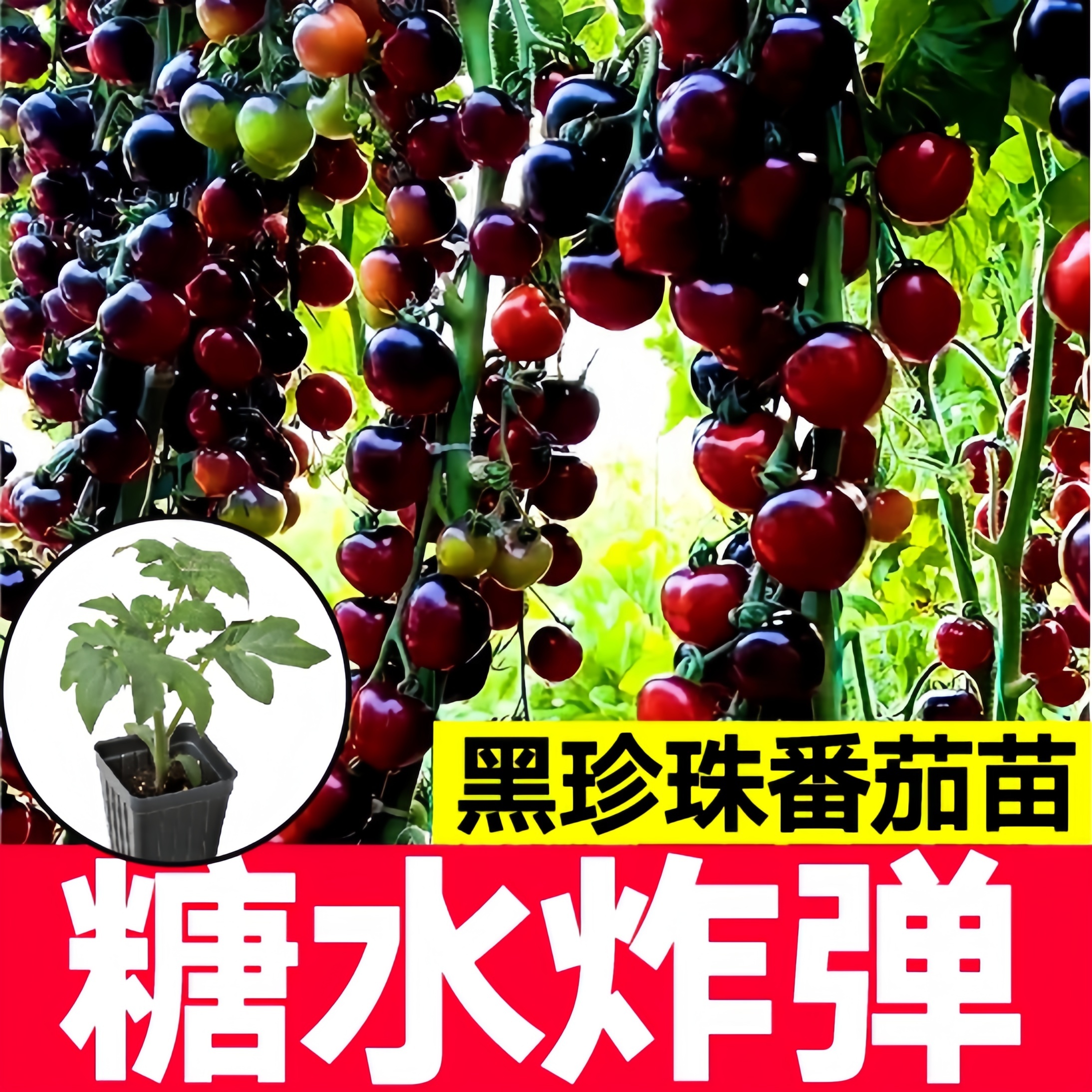黑珍珠番茄苗秧种苗四季
