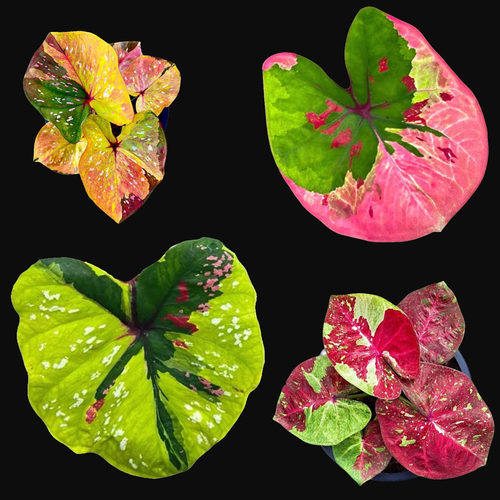 泰国进口彩叶芋一物一拍