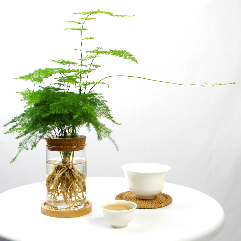水培文竹罗汉松水植物办公室桌面室内盆栽水养盆栽净化空气去甲醛