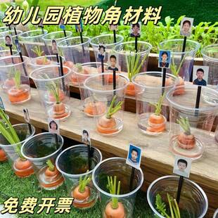 幼儿园环创自然植物角造景装饰种植区材料透明水培杯子器皿道具