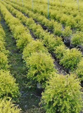 黄金香柳植物千层金绿植