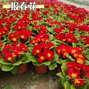 带花报春花盆栽带花苞迎春花重瓣大苗耐寒冬季阳台四季花卉年宵花