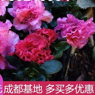 杜鹃苗苗圃自产庭院绿化工程苗杜鹃花盆栽植物室内外带花好养