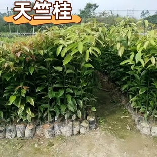 新款庭院别墅天竺桂树苗 阴香四季常青掌柜推荐占用绿化乔木植物