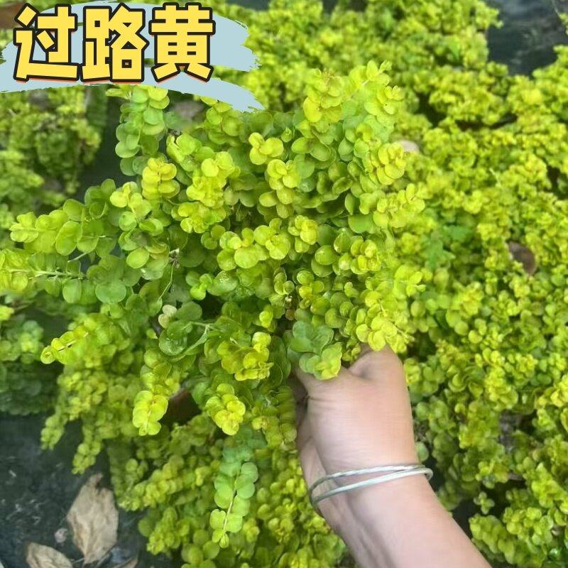 金叶过路黄盆栽黄金串地被植物趴地匍匐生长耐寒耐热花境庭院