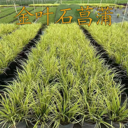 金叶石菖蒲工程绿化金叶苔草多年