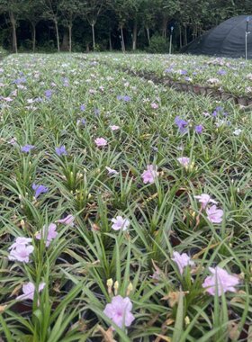 翠芦莉庭院花期长草本植物花草