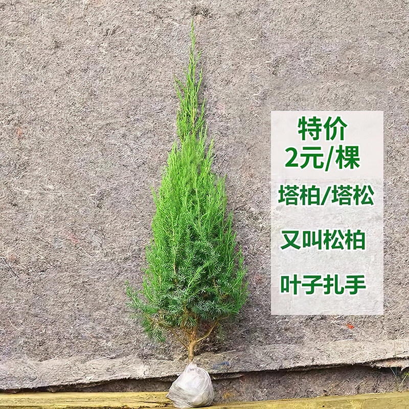 塔柏树苗蜀侩侧柏龙柏四季常青道路绿化工程种植洒金柏圣诞树造景