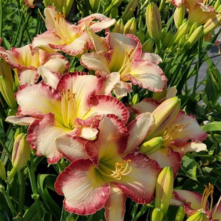 金娃娃大花萱草盆栽苗庭院花园常绿造景花苗耐旱易存活多年生植物