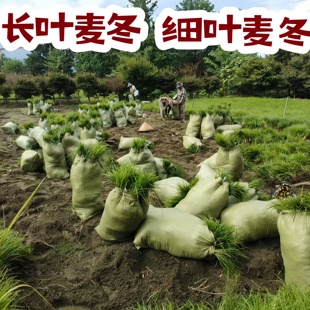 日本矮麦冬草苗细叶麦冬耐寒别墅庭院园林绿化草坪植物带土麦冬草