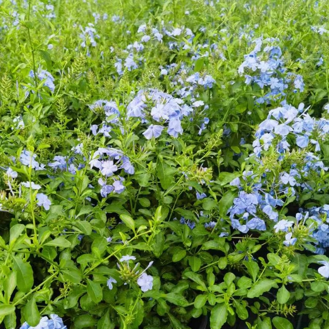 蓝雪花盆栽苗草本花卉庭院阳台耐热四季好养多年生植物