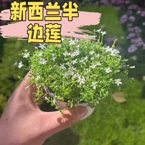 新西兰半边莲草坪盆栽庭院植物