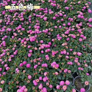五色梅盆栽花苗多年生木本花卉马缨丹常青庭院阳台易活耐干热