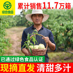 孟晏丑桃冬毛桃山东软甜寒露蜜桃裂口青桃子水果新鲜整箱
