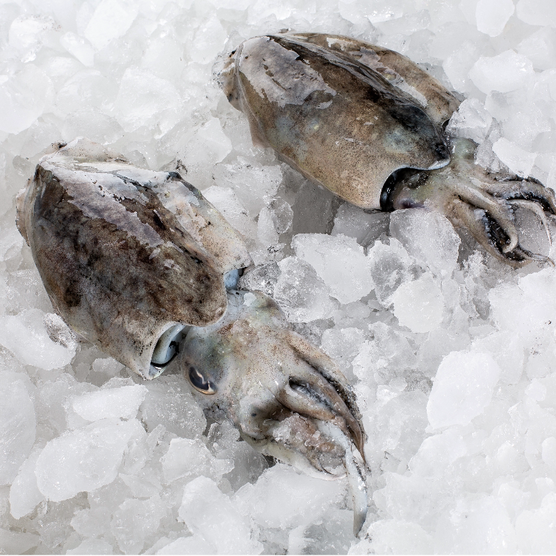 至鲜吕四墨鱼鲜活大冷冻墨斗鱼乌贼新鲜水产 650g/2只