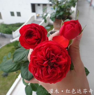 红色达芬奇灌木月季花苗阳台花卉盆栽地载发货四季开花 大花 植物