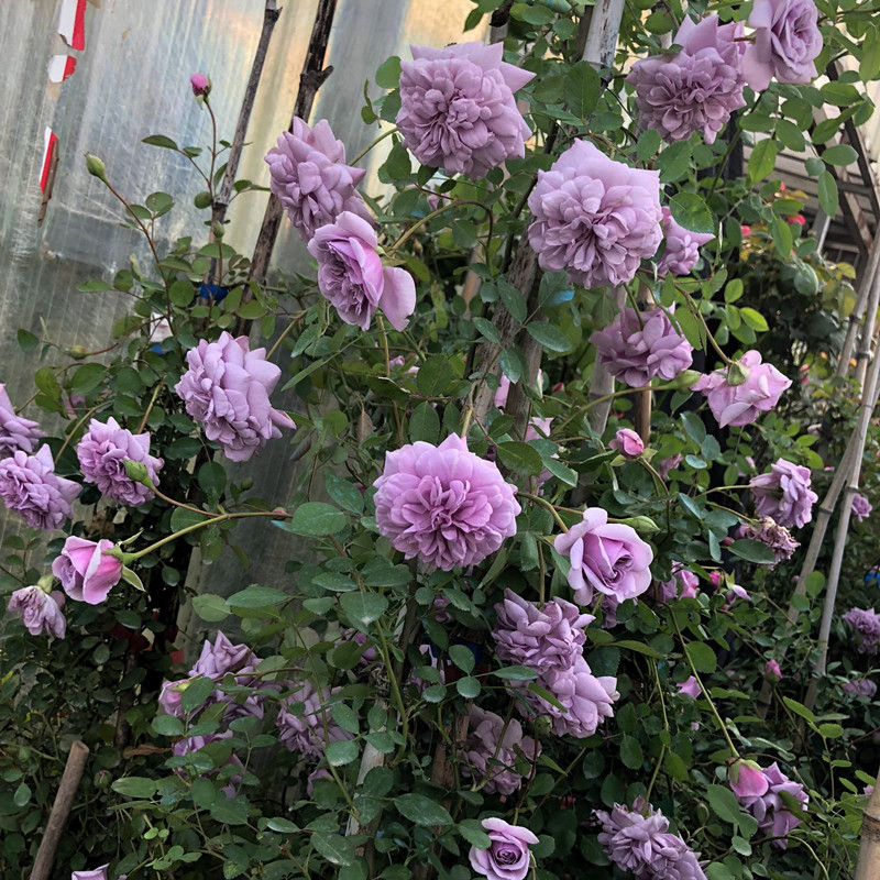 藤本月季蓝色阴雨大花浓香庭院爬藤植物花卉盆栽阳台玫瑰爬墙多季