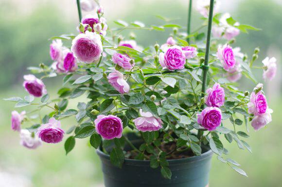 玛姬婶婶/麻吉婶婶紫色浓香月季花苗阳台盆栽花期长四季开花