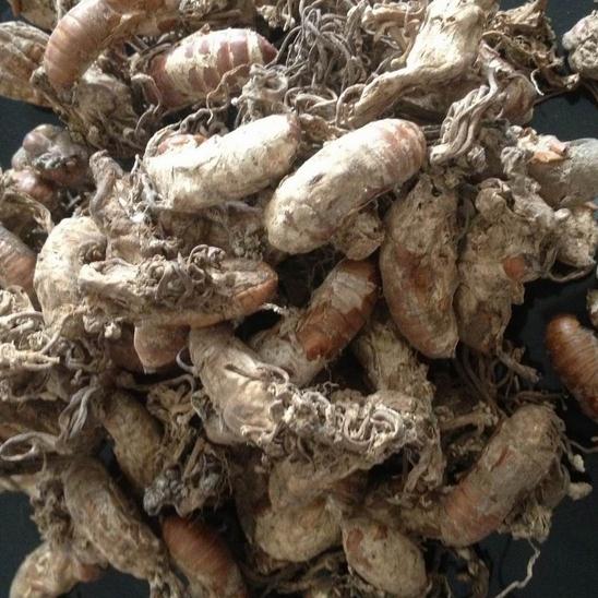 金蝉花 250g克 中药材供应 知了花 土蝉花 蝉蛹草 虫花