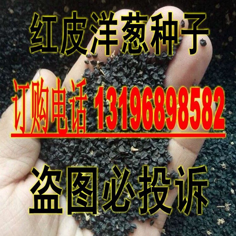 红皮洋葱种子大圆葱葱种子抗病 高产紫皮洋葱种子籽包邮在类目 鲜花速递/花卉仿真/绿植园艺, 花卉/蔬果/草坪种子（新）, 家庭园艺种子中 - 来自Buy2taobao.com提供专业的淘宝代购服务