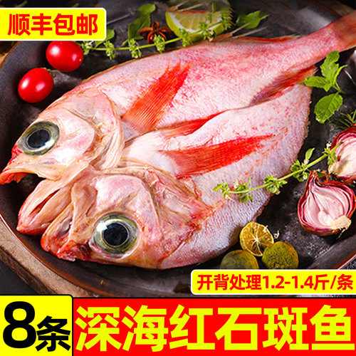深海红石斑鱼1.2斤/条开背处理