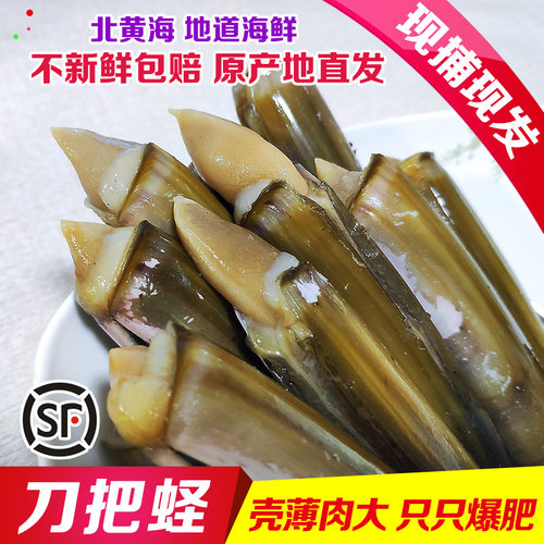 丹东刀把蛏竹节蛏大蛏子保鲜活
