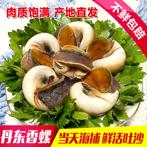 鲜活大香螺丹东特大猫眼螺白玉螺