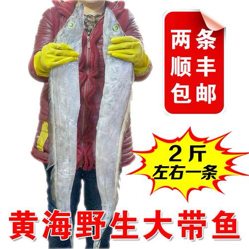 丹东黄海超大号带鱼刀鱼深海捕捞