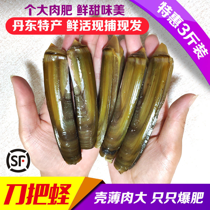 保鲜活刀把蛏竹节蛏大蛏子竹蛏王野生手指蛏双头蛏蛏子皇海鲜包邮,水产肉类/新鲜蔬果/熟食,蛏子,淘宝优惠券,粉丝福利购,淘宝优惠卷